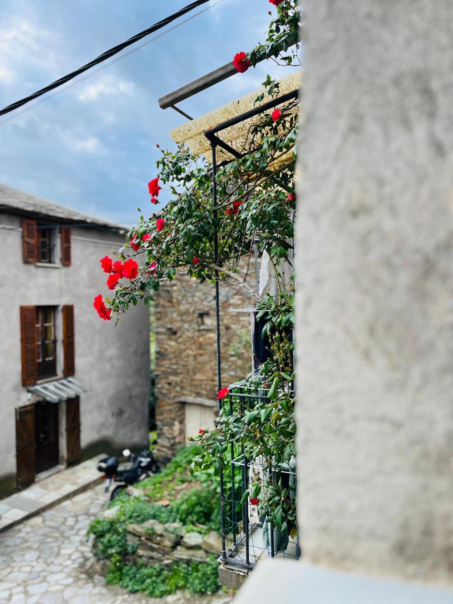 Tres Jolie Maison Aux Portes Du Cap Corse Sisco Dış mekan fotoğraf